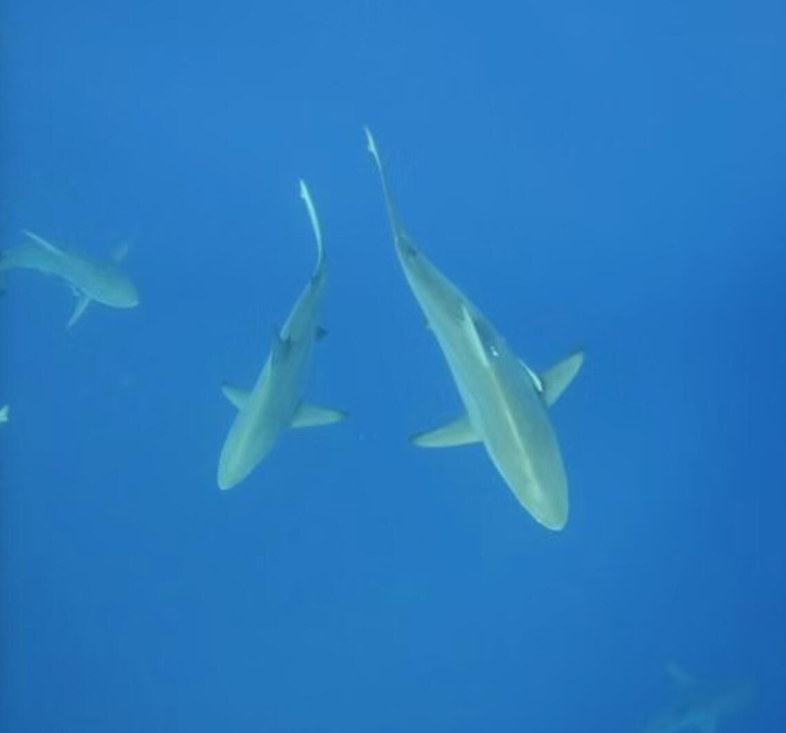 A SHARK SONG